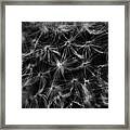 Dandelion Detail Black And White Framed Print