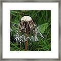 Dandelion Diamonds Framed Print