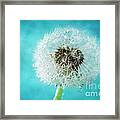 Dandelion One Framed Print