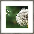 Dandelion Seed Being On The Wind  Oregon Framed Print