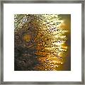 Dandelion Shine Framed Print