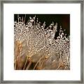 Dandelion With Morning Dew Framed Print