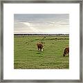 Danish Cows Framed Print