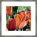 Darby's Tulip 5161 Framed Print
