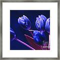 Dark Blue Tulips Framed Print