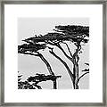Dark Cypress Framed Print
