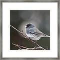 Dark-eyed Junco Framed Print