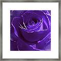 Dark Secrets Purple Rose Framed Print