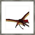 darwinopterus