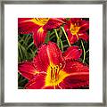 Day Lilies Framed Print