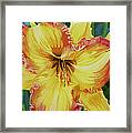 Day Lily Framed Print