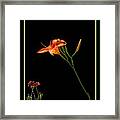 Day Lily On Black Framed Print