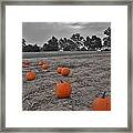 Day Of The Pumpkins Framed Print