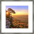 Daybreak On Mt. Magazine - Arkansas - Cedar Tree - Autumn Framed Print