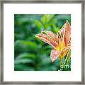 Daylily Flower In The Garden Framed Print