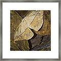 Dead Leaf Moth Framed Print
