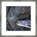 Dead Rainbow Trout Oncorhynchus Mykiss Framed Print