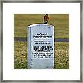 Dead Robin Framed Print