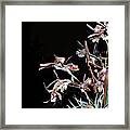 Death Of An Orchid Framed Print