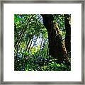 Deep In The Forest Framed Print