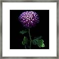 Deep Purple... Chrysanthemum Framed Print
