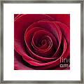 Deep Red Rose Framed Print