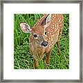 Deer 42 Framed Print