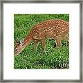 Deer 46 Framed Print