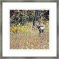 Deer Camoflauged Framed Print