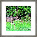 Deer Hiding In The Brush Framed Print