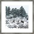Deer In A Snow Storm Framed Print
