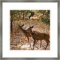 Deer In The Forest Framed Print