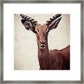 Deer Looks Framed Print