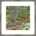 Deer Trail Early Autumn Pocono Mountains Pennsylvania Framed Print