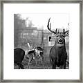 Deer Trio Framed Print