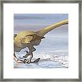 Deinonychus Antirrhopus Preys On A Fish Framed Print