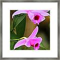 Delicate Orchids Framed Print