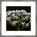 Delicate - A Tender And Tiny Flower In A Black Background Framed Print