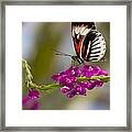 Delicate Piano Key Butterfly Framed Print