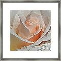 Delicate Pink Rose With Rain Drops Framed Print
