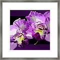 Delicate Purple Orchids Framed Print