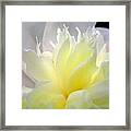 Delicate Side Yard  Peony Framed Print