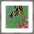 Delicate Swallowtail Framed Print