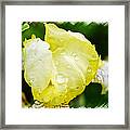 Delicate Yellow Wildflower Framed Print