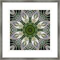 Delight 11 Framed Print