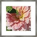 Delightful Smile Dahlia Flower Framed Print