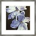 Delphinium Framed Print