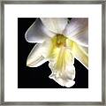 Dendrobium #flower #orchid #floral Framed Print