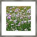 Dense Basket-flowers And Firewheels Framed Print