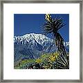 Desert Blooms Framed Print